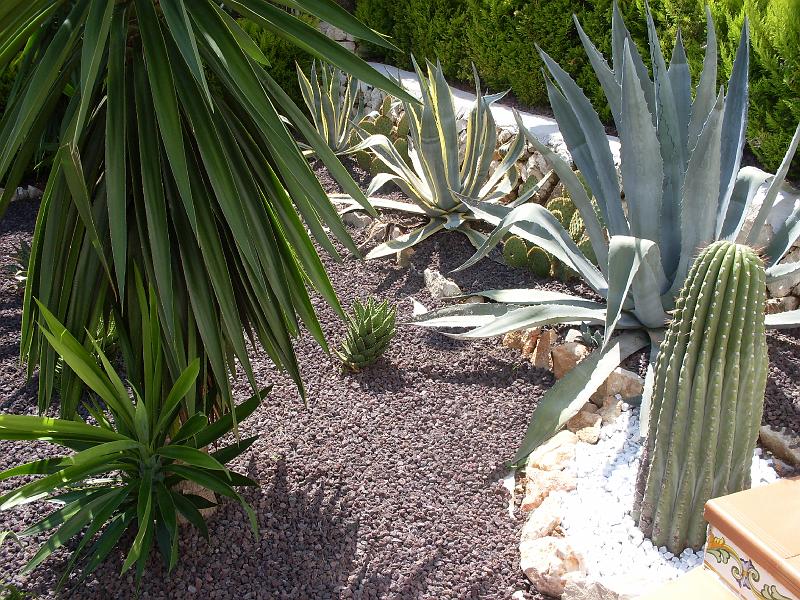 Spanien2010_1 047.jpg - Wonderful cactuses